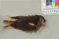 藏品(麻雀)的圖片